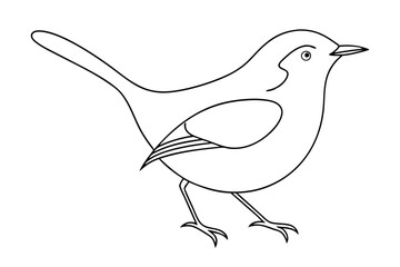 line drawing detailed wren outline wildlife bird illustration