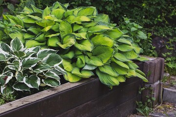 Lush hosta bushes with variegated leaves. Gardening, landscape design.