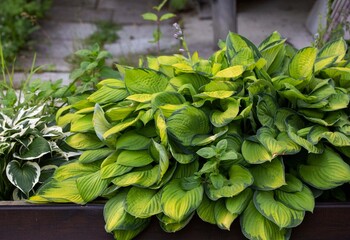 Lush hosta bushes with variegated leaves. Gardening, landscape design.