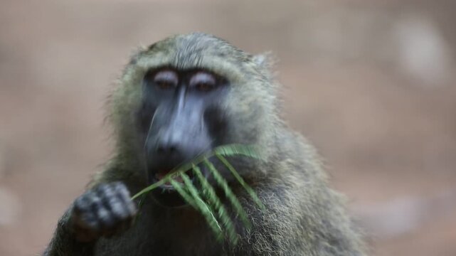 Olive Baboon (Papio anubis) in Uganda