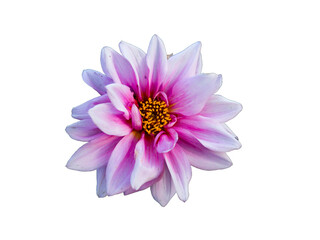 Obraz premium pink dahlia flower isolated transparent background