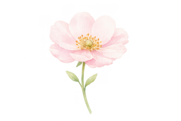 Pink watercolor anemone flower with delicate petals and green stem, creating a pastel floral design, transparent background