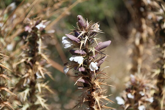 Acanthus spinosus, also known as spiny bear's breeches