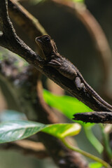 Fototapeta premium Brown lizard resting on an angled branch in the forest. Side profile showing body shape, claws, and rough skin texture.