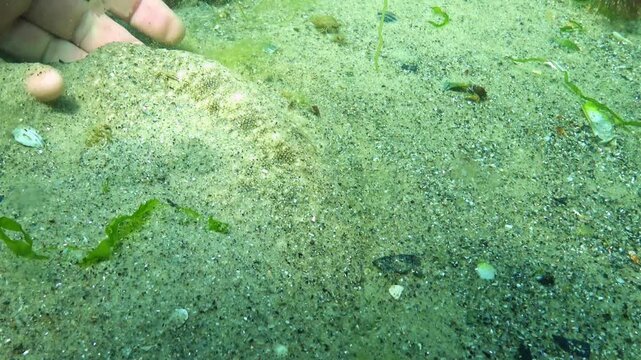 Sand sole Pegusa lascaris, A diver lifts a fish with roe onto his hand and the fish swims away, Black Sea