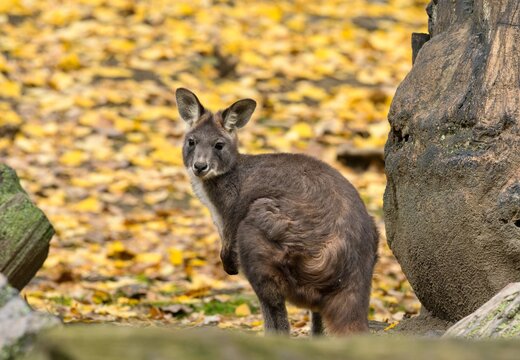 Common wallaroo
