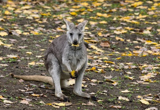 Common wallaroo