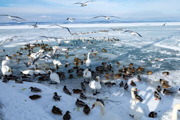Icy Surface of Lake Balaton with Life Beneath the Frozen Water