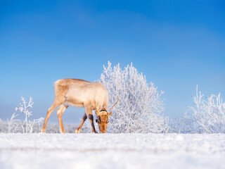 Reindeer on the field, symbolizing untouched nature, ecology, and conservation of the Northern wilderness. Animals beyond the Arctic Circle.