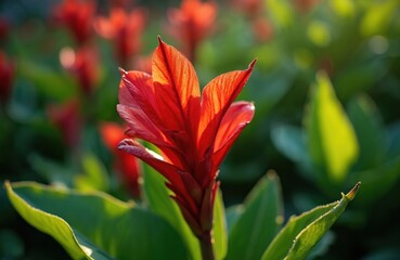 Obraz premium Bright red canna flower in full bloom. The photo depicts a close up view of a vibrant blossom with green leaves. Sunlight illuminates the petals creating a natural background.