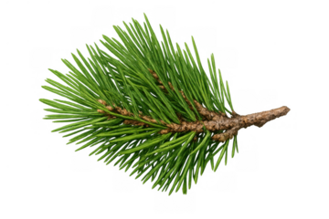 Pine tree branch for christmas and winter season decorations, evergreen conifer foliage, a natural design element