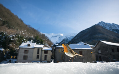 European robin on the snow in front of a mountain village in the background. French Pyrenees