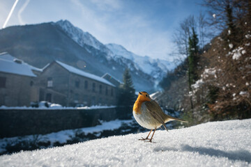 European robin on the snow in front of a mountain village in the background. French Pyrenees
