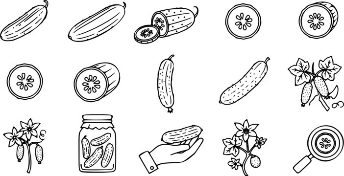 Outline set of black and white vector Cucumber or pickle icon collection, Healthy vegetarian food. Clip-art for packaging, label, menu, signboard or showcase