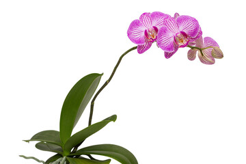  Blooming phalaenopsis orchid is a Arcadia.