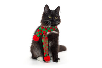 Small black kitten in a red and green scarf