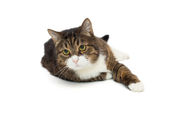 Large grey cat lies in a relaxed position