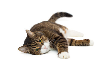 Large grey cat lies in a relaxed position