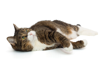 Large grey cat lies in a relaxed position and looks up