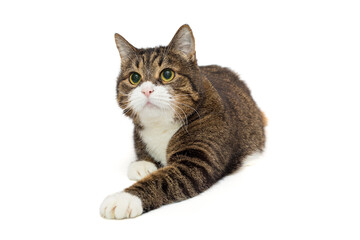 Brutal grey cat sits in a proud pose