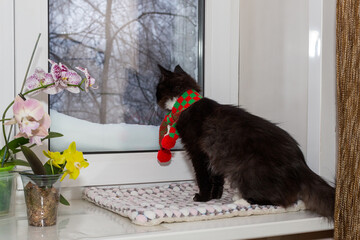 Black kitten in a red scarf and winter