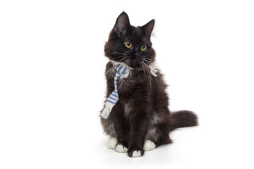 Cute black kitten in a blue scarf