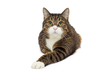 Brutal grey cat sits in a proud pose