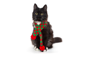 Small black kitten in a red and green scarf