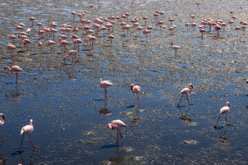 Exposure of a flamingo flock in the salt pans of Walvis Bay, Namibia, Africa