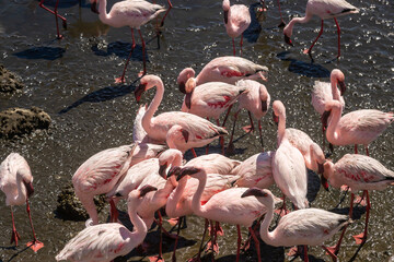 Exposure of a flamingo flock in the salt pans of Walvis Bay, Namibia, Africa
