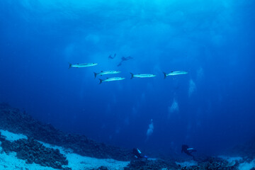 Obraz premium Diving in Red Sea waters with fish and divers exploring underwater life