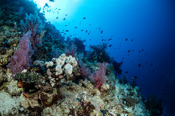 Exploring marine life in the Red Sea coral reef environment