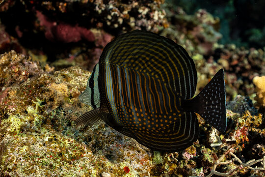Red Sea sailfin tang swims near coral in the Red Sea