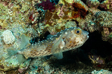 Fototapeta premium Spotbase burrfish swims among coral in the Red Sea