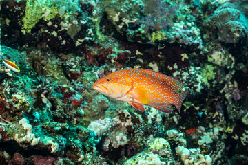 Jewel grouper swimming in the Red Sea coral reef habitat
