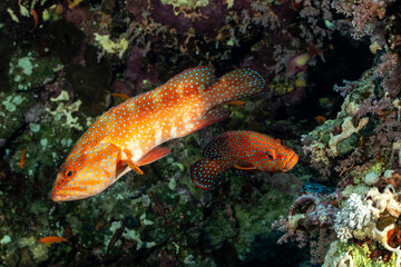 Obraz premium Jewel grouper Cephalopholis miniata swims in the Red Sea coral reef