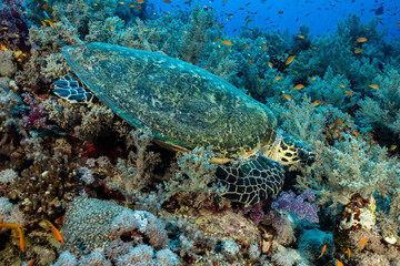 Hawksbill turtle swimming in the Red Sea among coral reefs