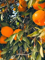 oranges on tree