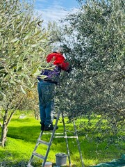 Elderly Cypriot man standing on a ladder while harvesting olives, capturing traditional rural life, seasonal work, and authentic Mediterranean agricultural heritage