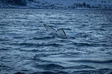 Fototapeta premium Buckelwal mit Fluke im Altafjord vor verschneiter norwegischer Landschaft