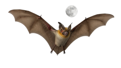 Brown bat flying towards viewer with moon behind, isolated on transparent background