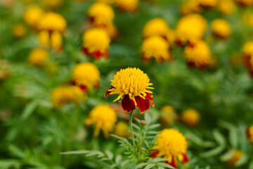 Delicate marigold blossoms in orange and yellow stand out against green leaves, forming a soothing...