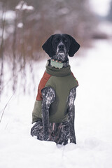 Serious black and white Greyster dog posing outdoors wearing a green jacket and a black collar with...