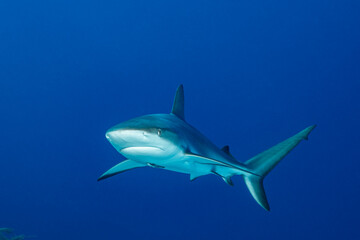Naklejka premium Caribbean reef shark swims through clear waters in the Bahamas
