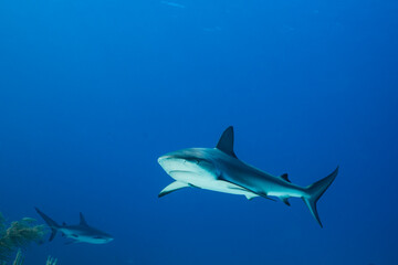 Fototapeta premium Caribbean reef sharks swim in blue waters of the Bahamas