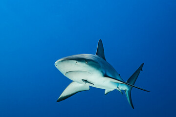 Fototapeta premium Caribbean reef shark swimming in clear waters of the Bahamas