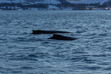 Fototapeta premium Buckelwal mit Fluke im Altafjord vor verschneiter norwegischer Landschaft