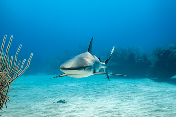 Fototapeta premium Caribbean reef shark explores wreck of hyperbaric chamber in Bahamas