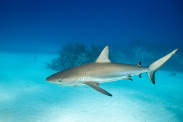 Obraz premium Caribbean reef shark swims near wreck of hyperbaric chamber in Bahamas