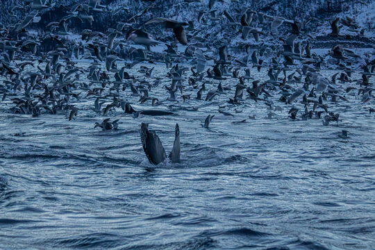 Buckelwal mit Fluke im Altafjord vor verschneiter norwegischer Landschaft